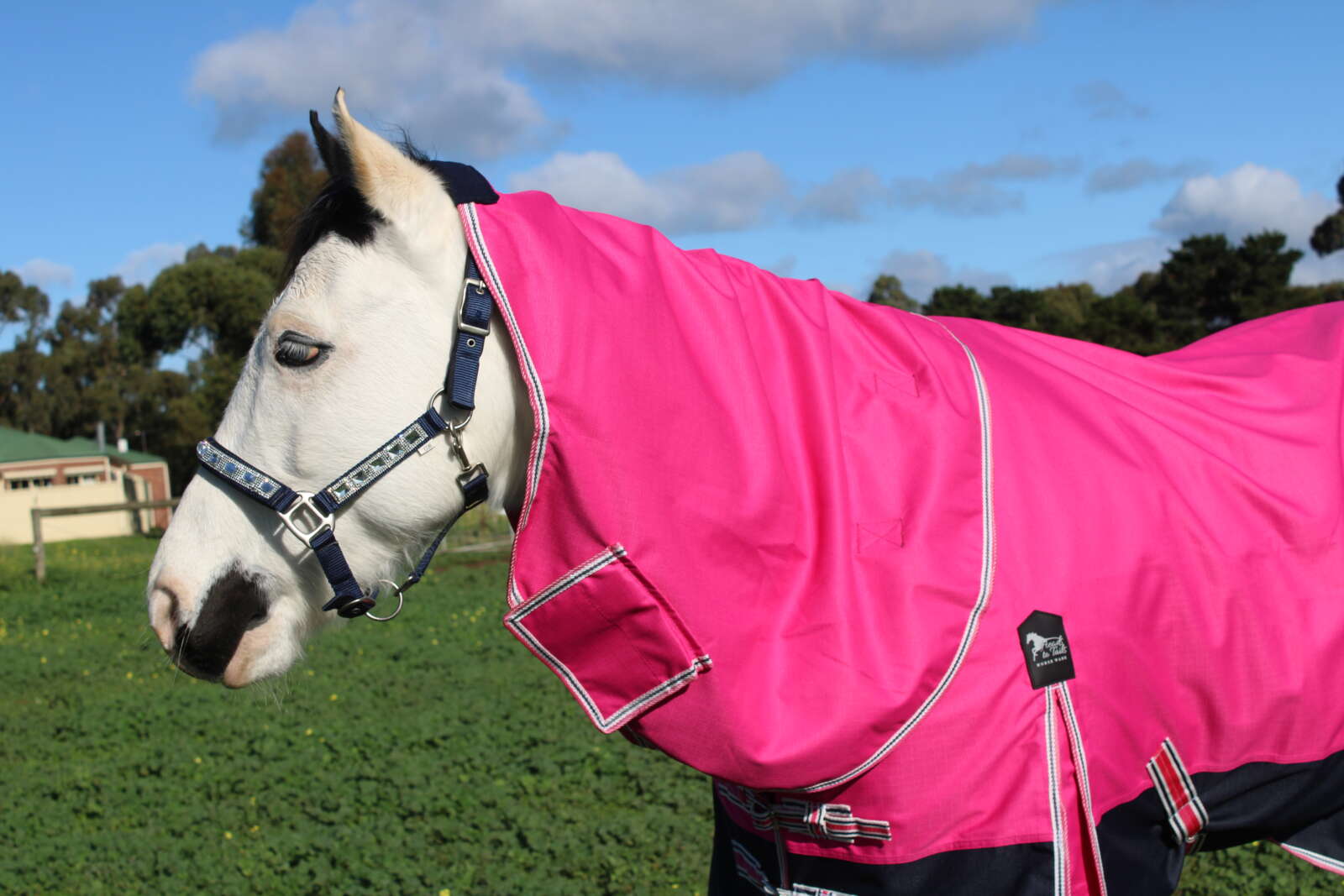 Heads To Tails – Pink/Navy No Fill Neck Rug