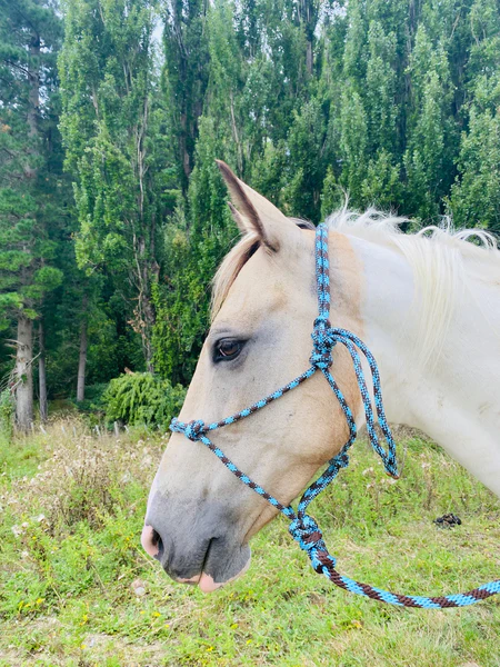 Fort Worth Rope Halter W/Lead-Chocolate/Turquoise