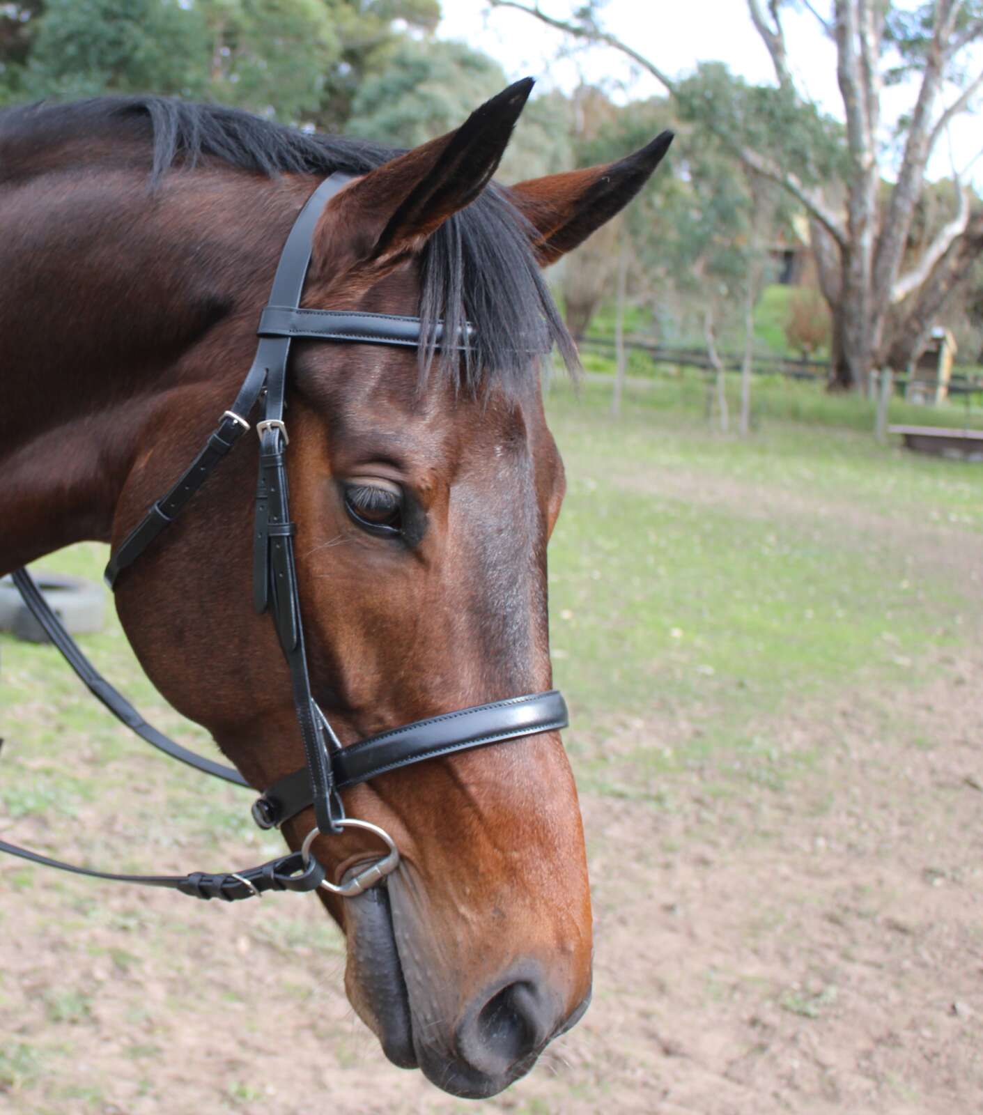 Heads To Tails – Black Snaffle Bridle