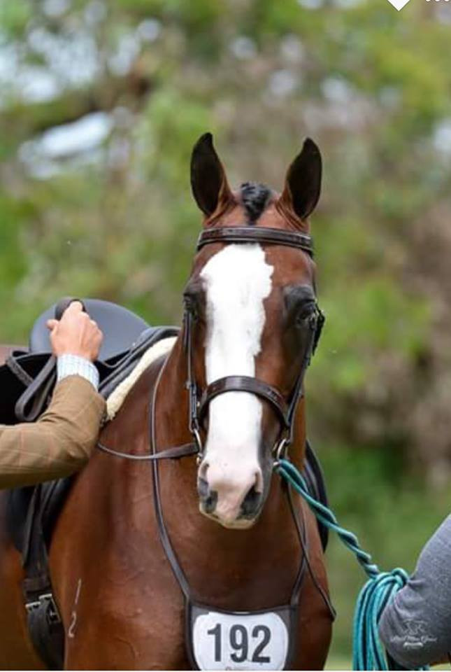 WhiteHorse Patent Leather Browband