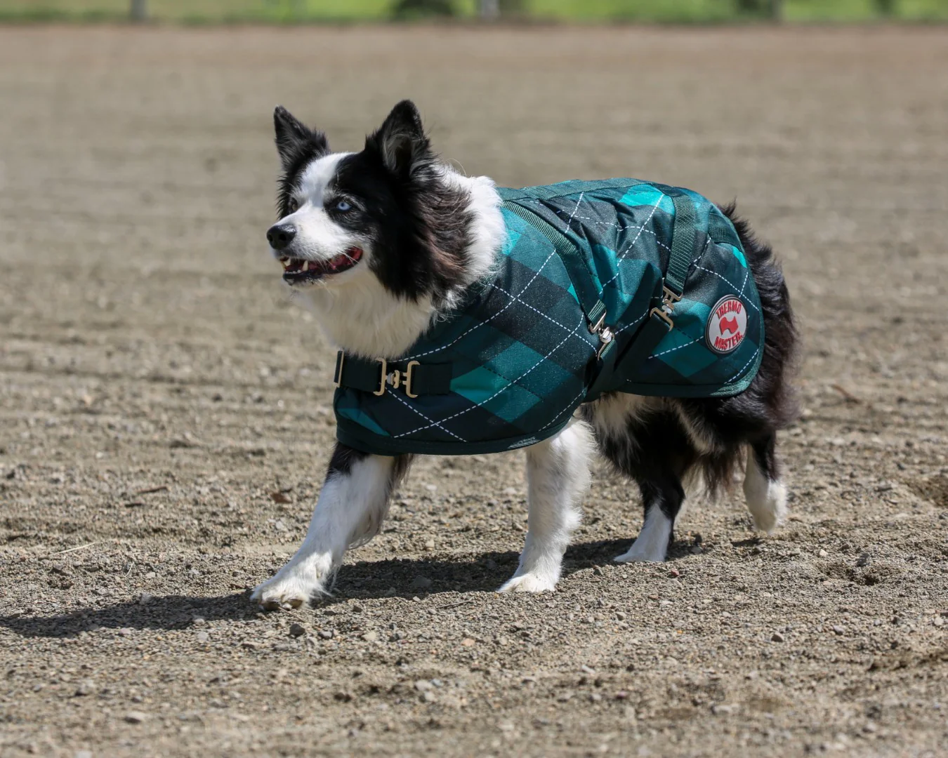 Thermo Master Supreme Dog Coat – Emerald Diamond