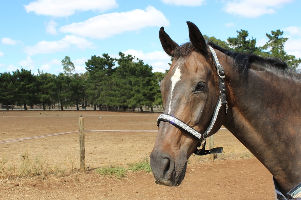 Heads To Tails~ Diamonte Bling Halters- Limited Edition