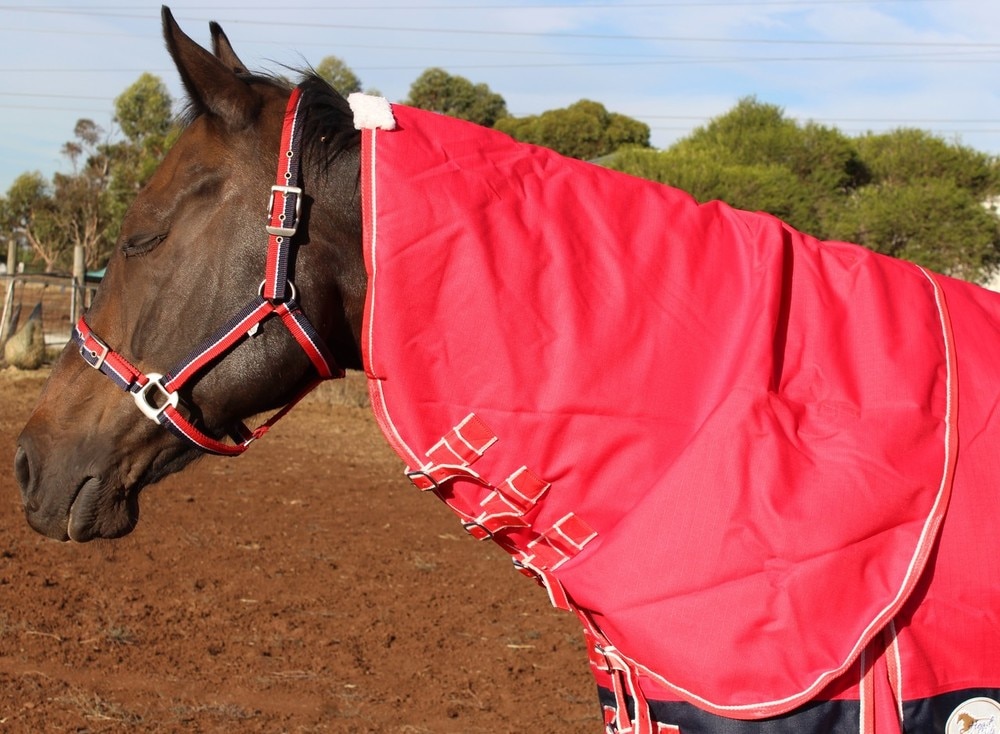 Heads To Tails – Red Winter Neck Rug