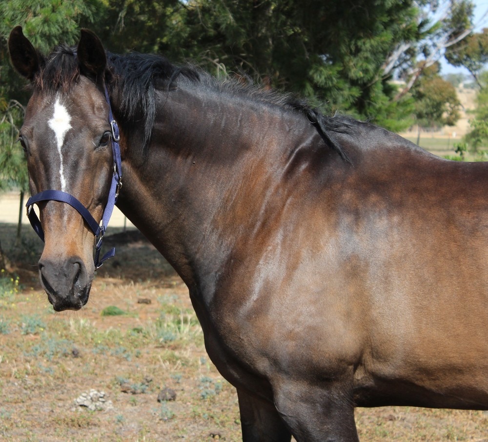 Heads To Tails-  Navy Halter