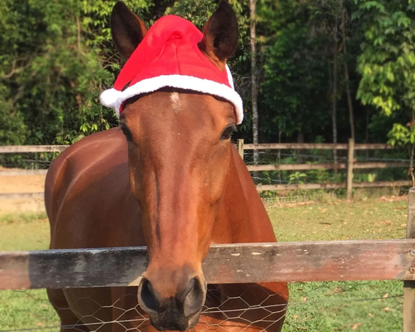 Christmas Horse Santa Hat