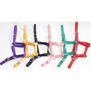 Eureka Buckle Halter- ASSORTED COLOURS ONLY