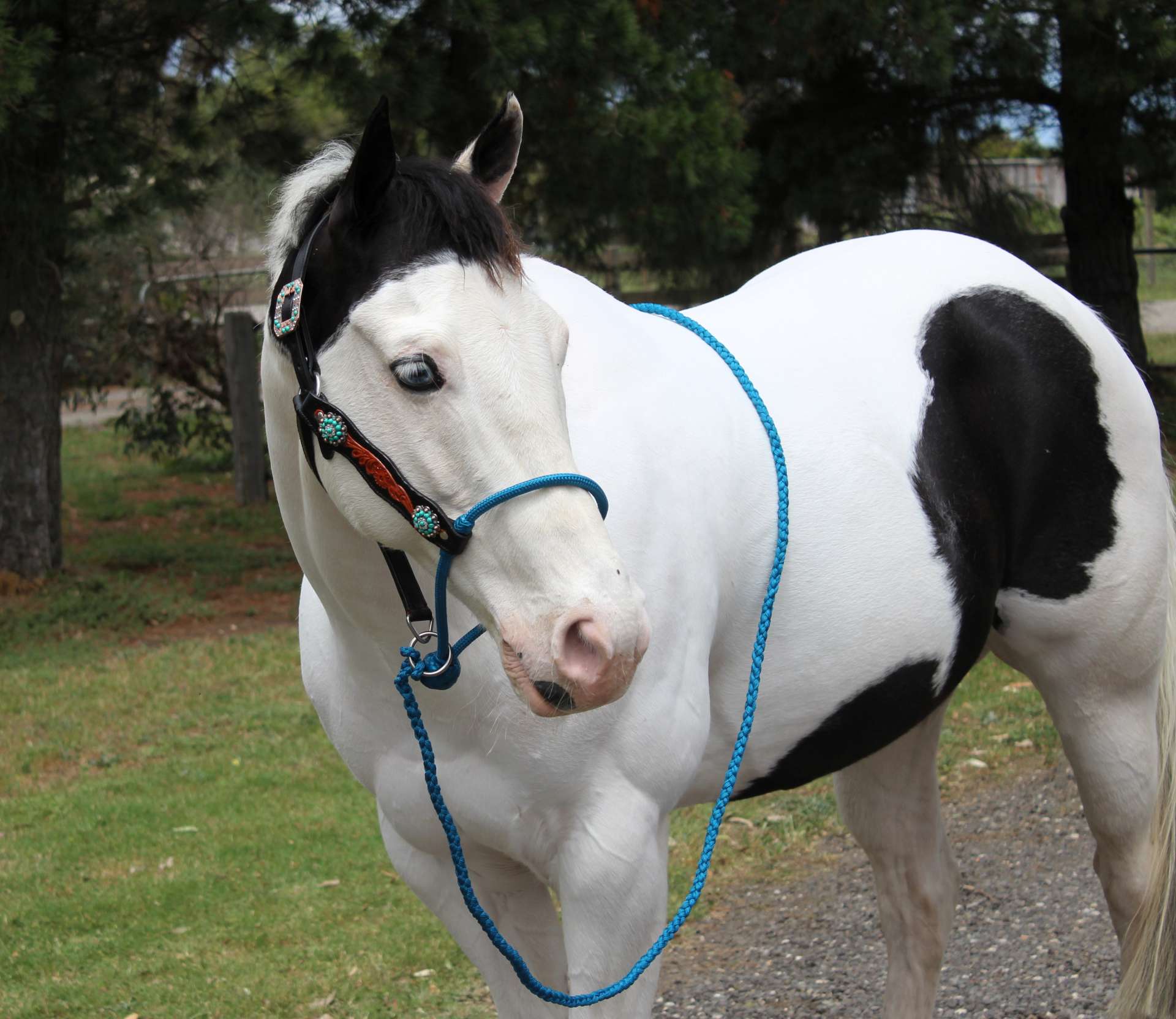 Western Bling Halters